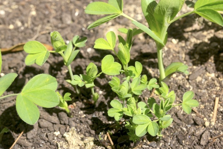 センダイハギの芽生え