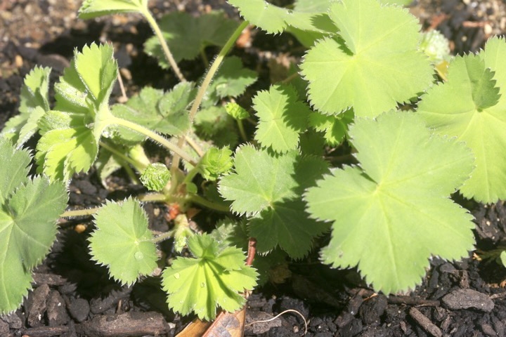 ハゴロモグサの芽生え
