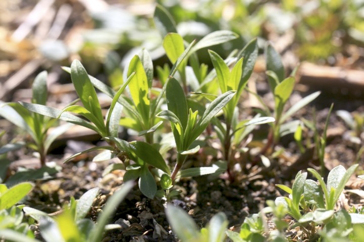 チシママンテマの発芽