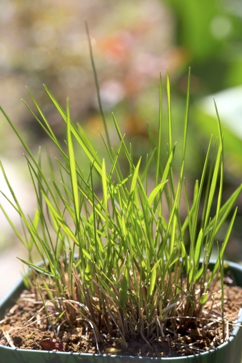 コメガヤの芽生え