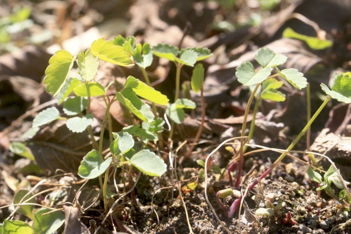 タカネトウウチソウの芽生え