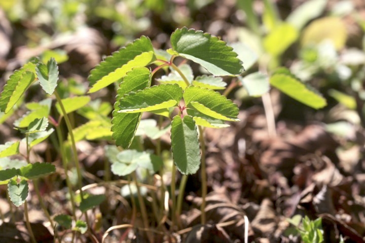 シロバナトウウチソウの芽生え