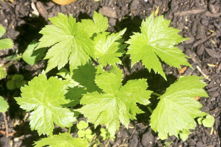 シラネアオイの芽生え
