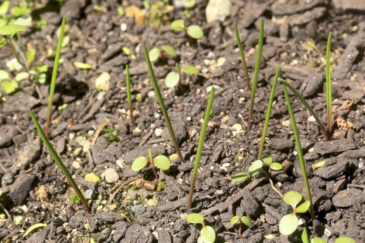 ツルボの芽生え