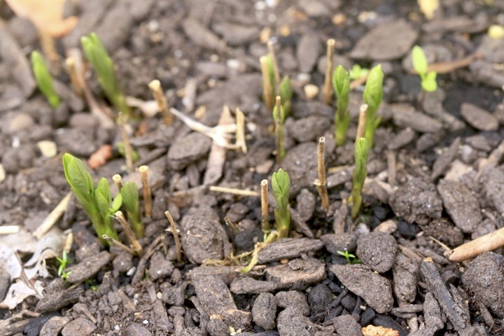 チョウジソウの芽生え