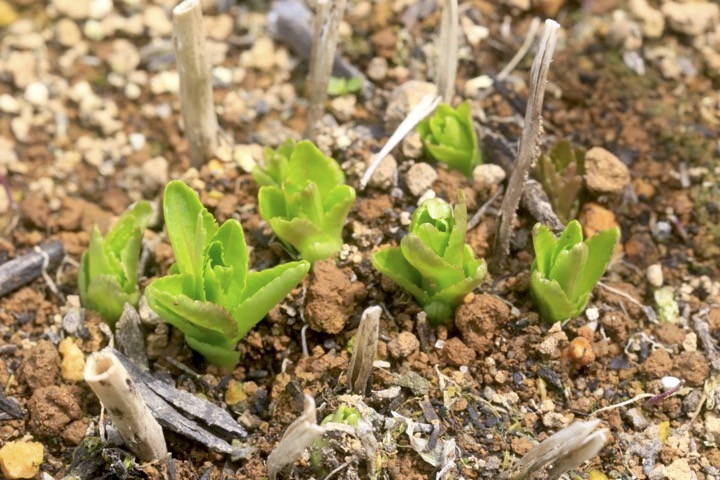 サワギキョウの芽生え
