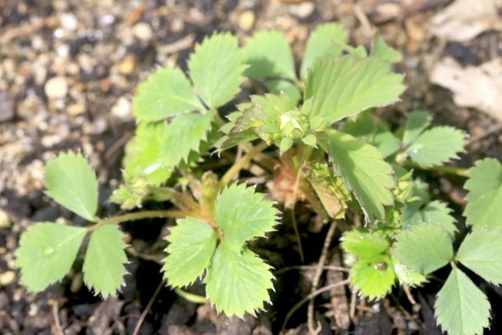 ノウゴウイチゴの蕾