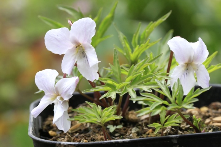 エイザンスミレの開花