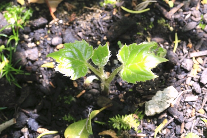 オクモミジハグマの芽生え