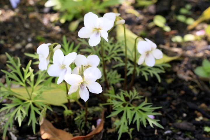 ヒゴスミレの開花
