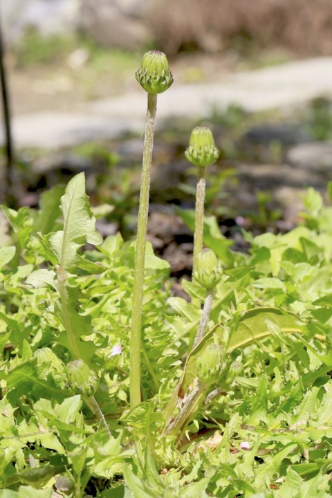 ニホンタンポポの蕾