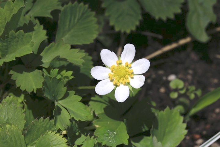 ノウゴウイチゴの開花