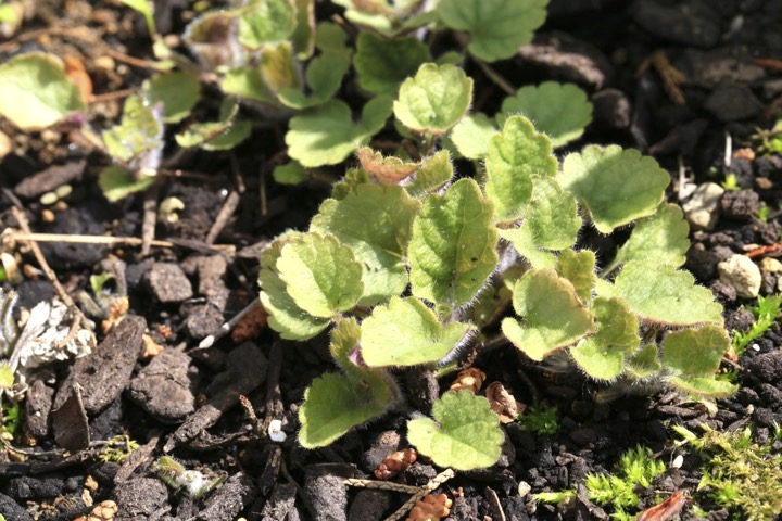 タツナミソウの芽生え