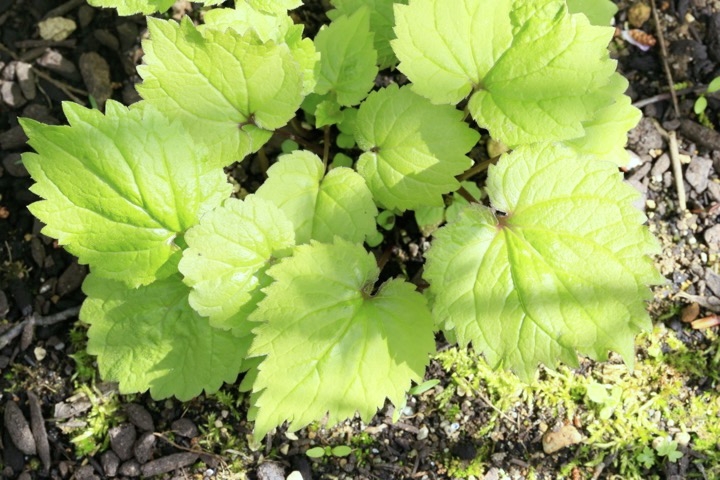 ソバナの芽生え