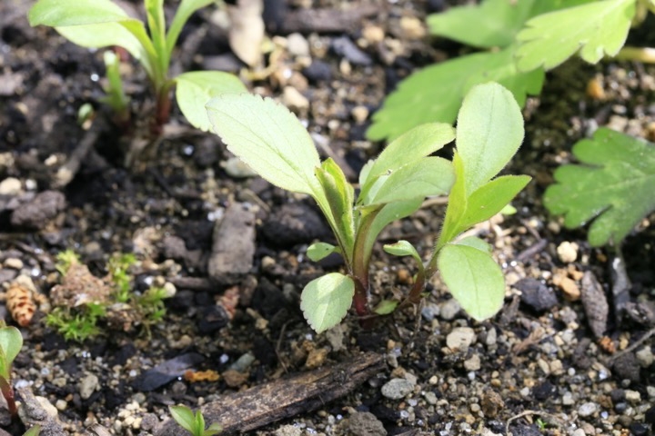 オミナエシの芽生え