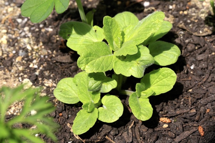 ナミキソウの芽生え