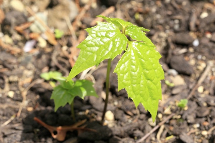 オヤリハグマの芽生え