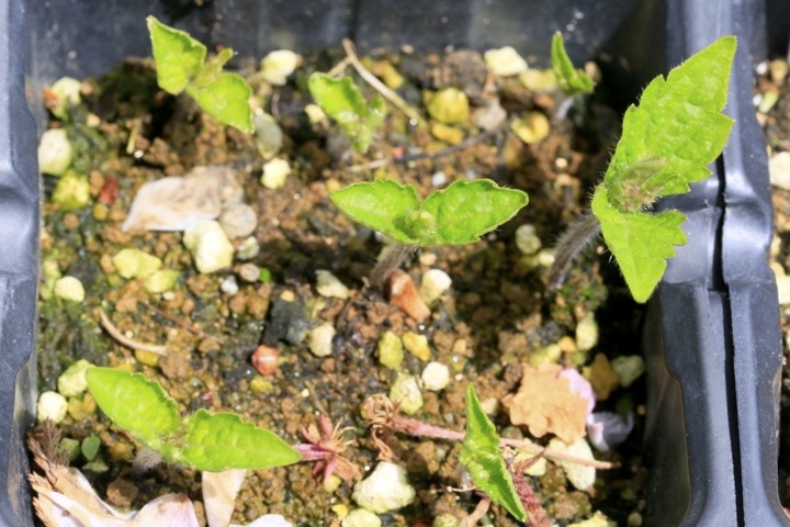 ジャコウソウの芽生え