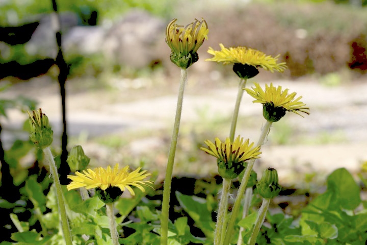 ニホンタンポポの開花