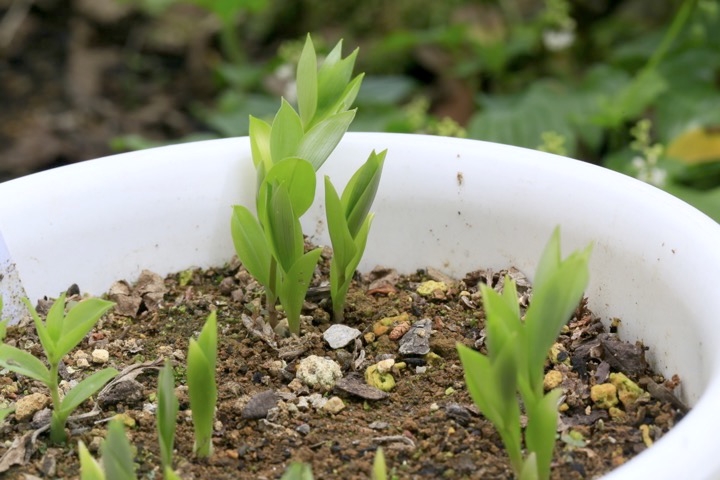 チゴユリの芽生え