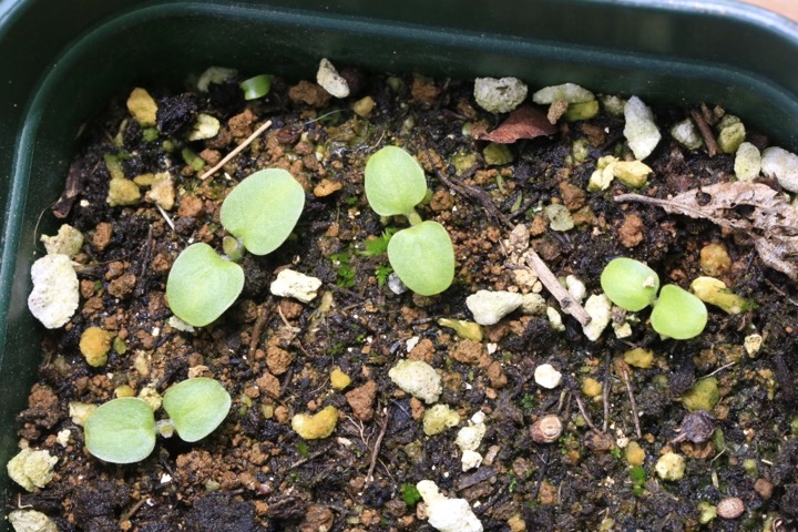 カリガネソウの発芽