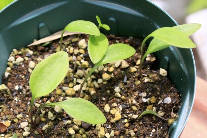 クルマユリの芽生え