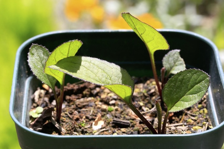 タムラソウの発芽