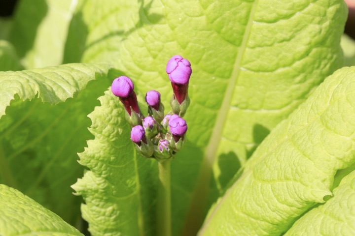 クリンソウの蕾