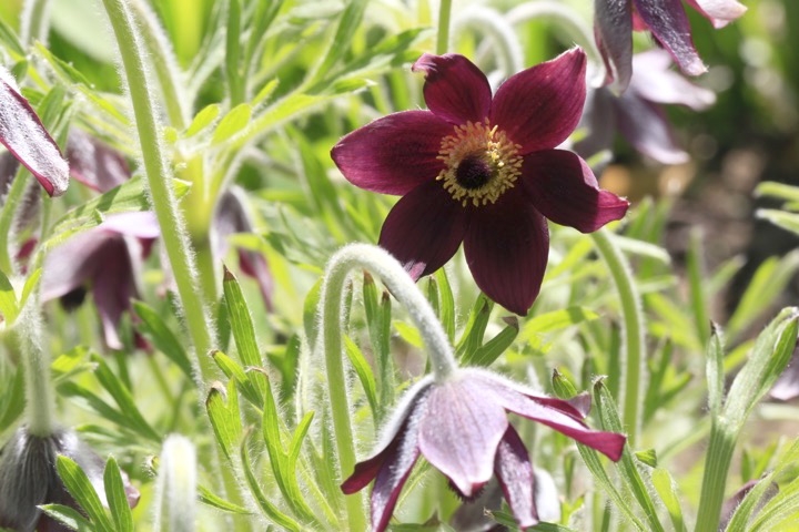 オキナグサの開花