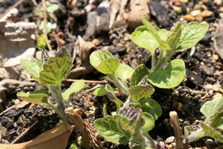 カリガネソウの芽生え