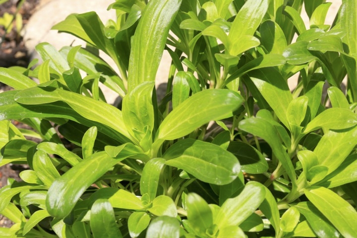 ハマナデシコの芽生え