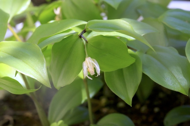 チゴユリの開花