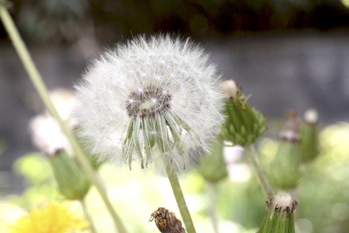 ニホンタンポポの実