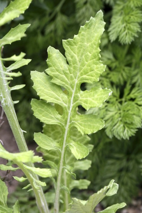 キツネアザミの葉