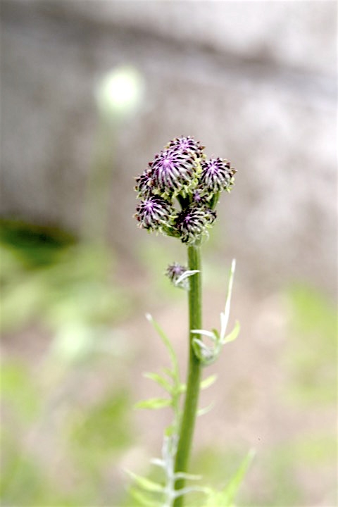 キツネアザミの蕾