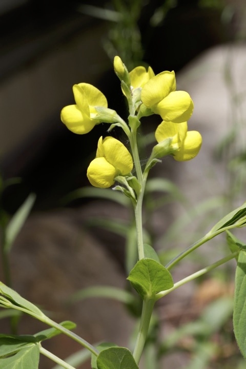 センダイハギの開花