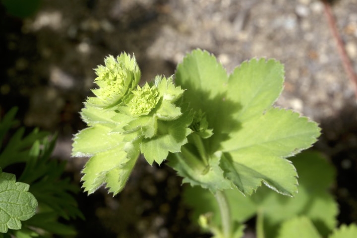 ハゴロモグサの蕾