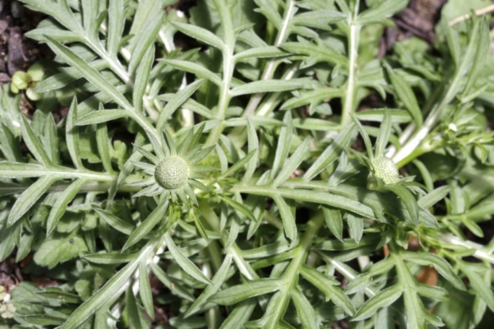 タカネマツムシソウの蕾