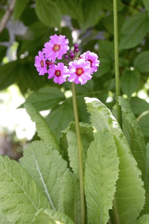 クリンソウの開花