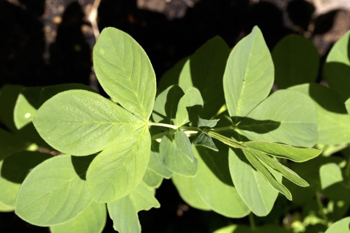 センダイハギの葉