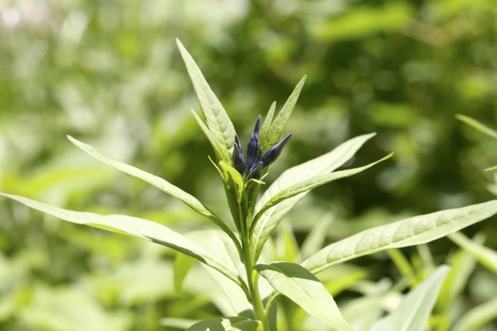 チョウジソウの蕾