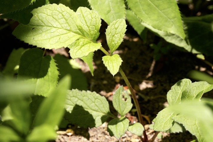 タムラソウの芽生え