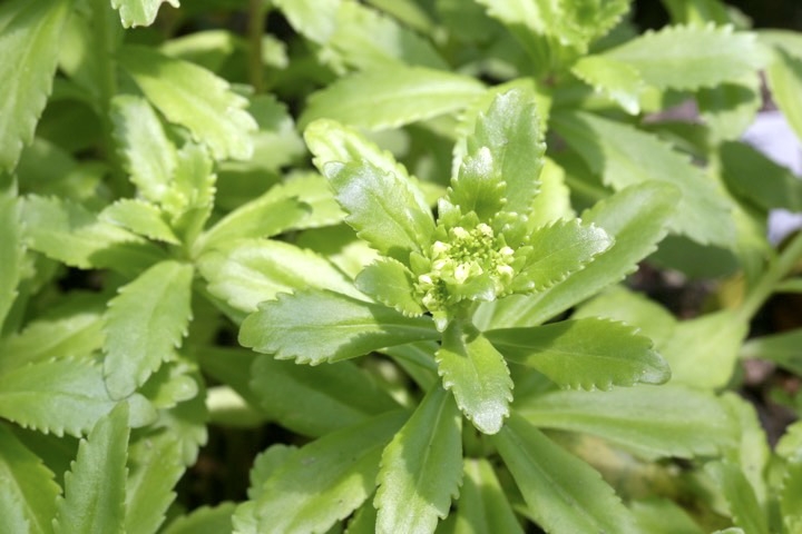 キリンソウの蕾