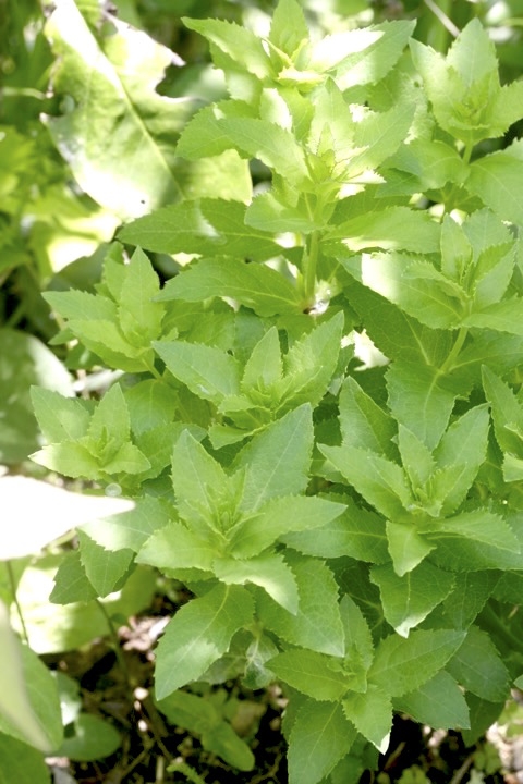 キキョウの芽生え