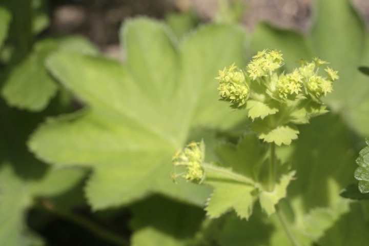 ハゴロモグサの開花