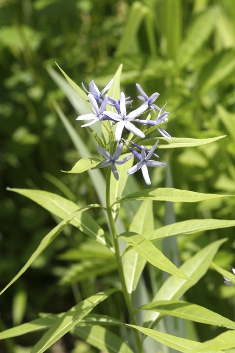 チョウジソウの開花