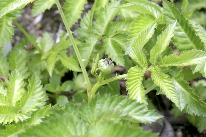 バライチゴの蕾