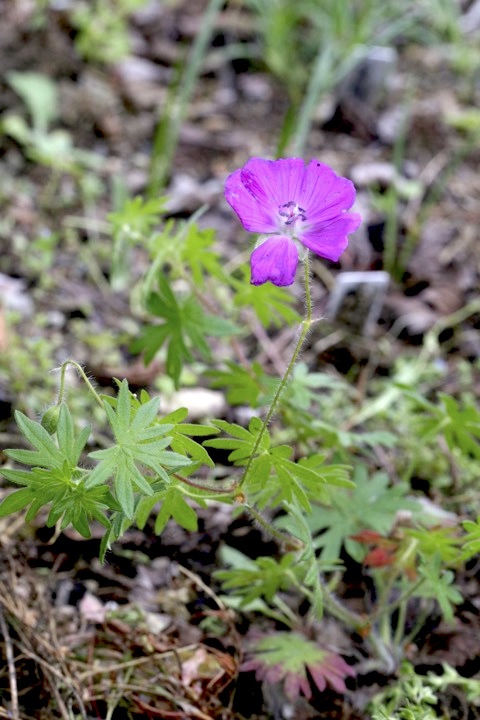 ハクサンフウロの開花