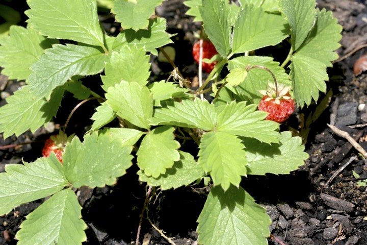 ノウゴウイチゴの実