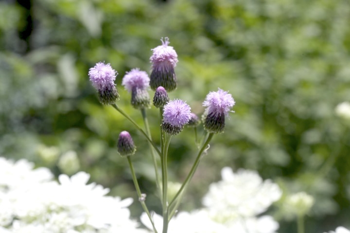 キツネアザミの開花
